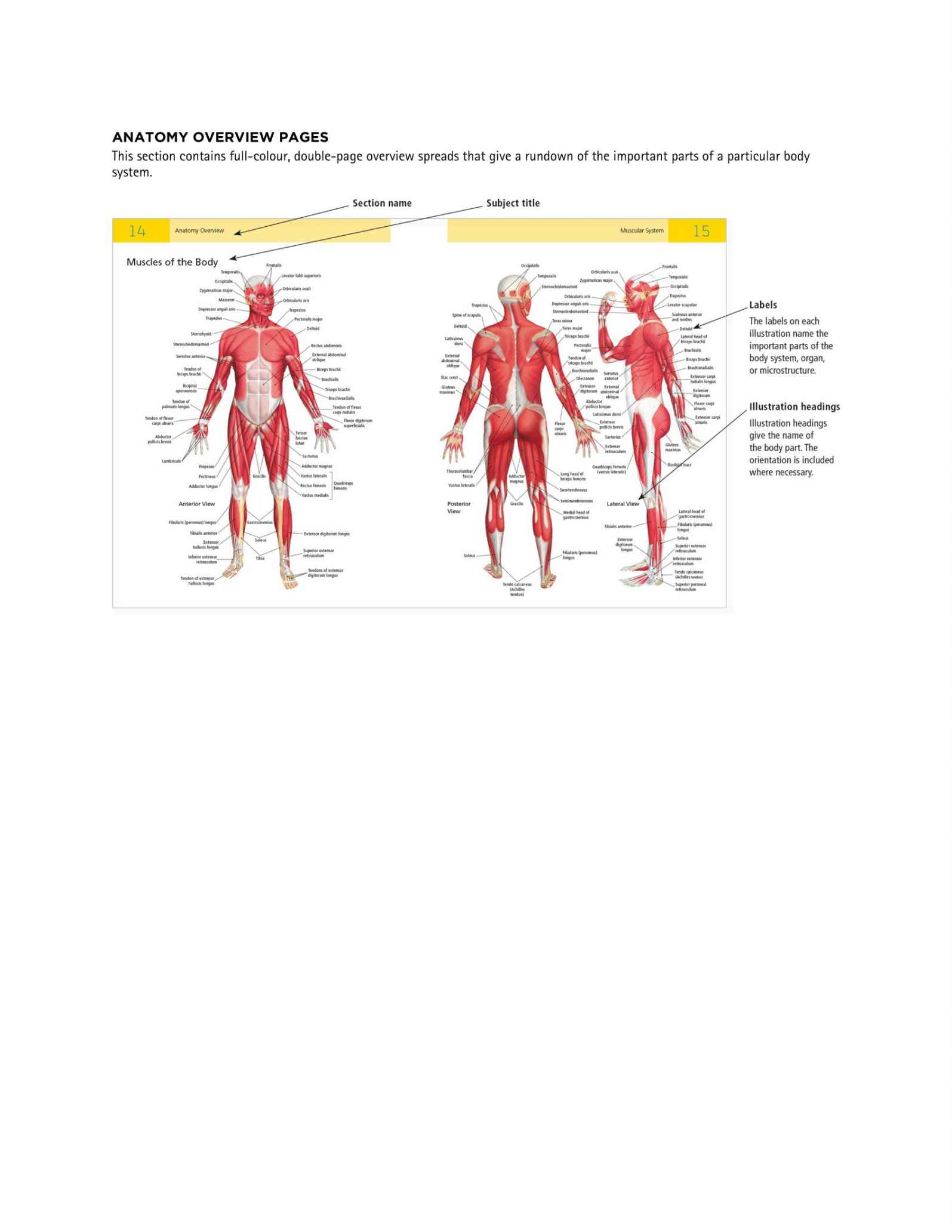 The Students Composition of Yoga exercise Manual 30 Vital Positions Analysed Explained and also Illustrated - photo 7