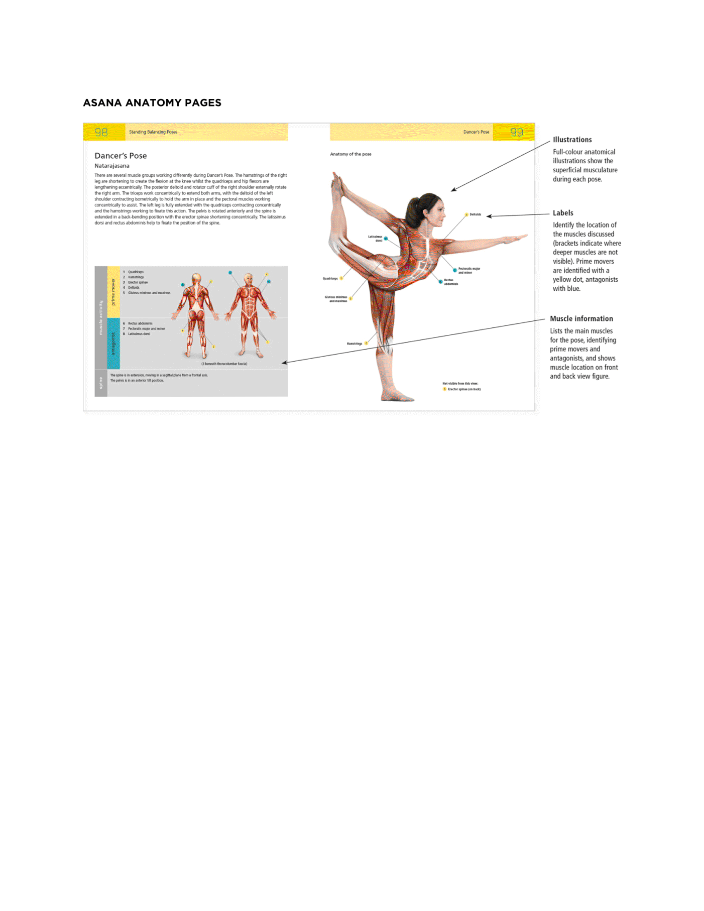 The Students Composition of Yoga exercise Manual 30 Vital Positions Analysed Explained and also Illustrated - photo 9