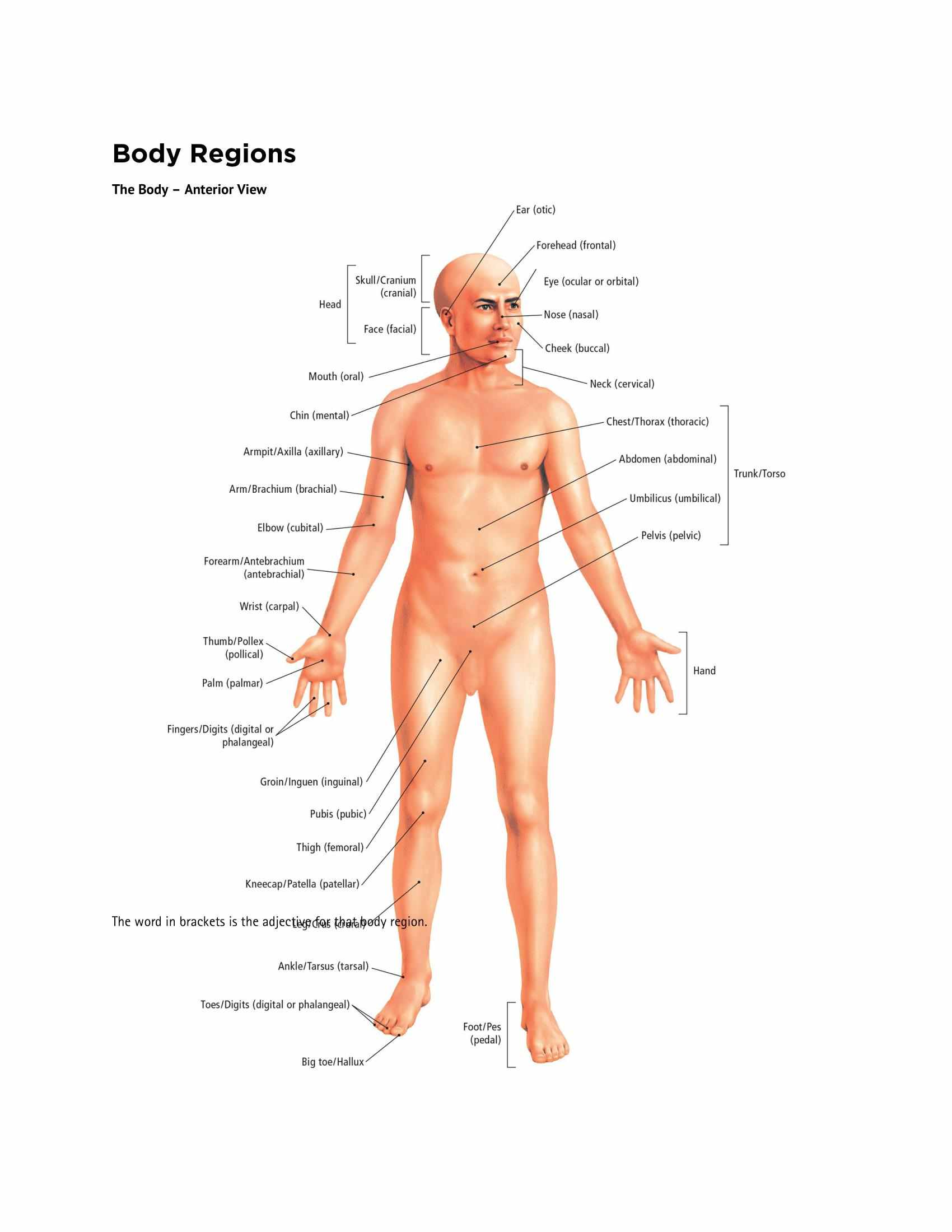 The Students Composition of Yoga exercise Manual 30 Vital Positions Analysed Explained and also Illustrated - photo 11