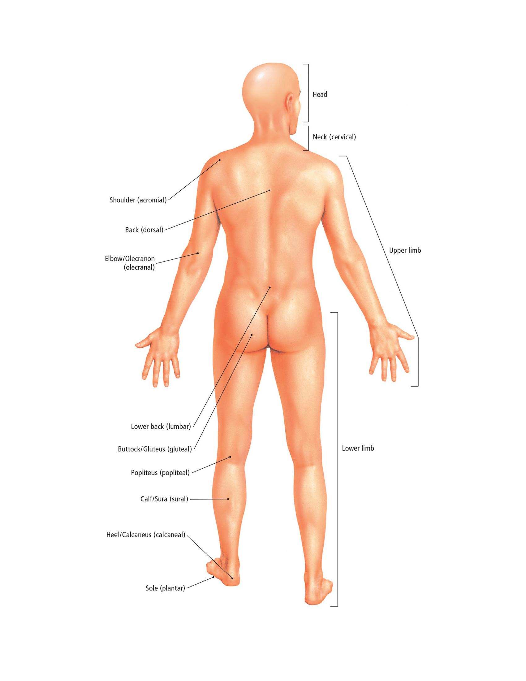 The Students Composition of Yoga exercise Manual 30 Vital Positions Analysed Explained and also Illustrated - photo 13