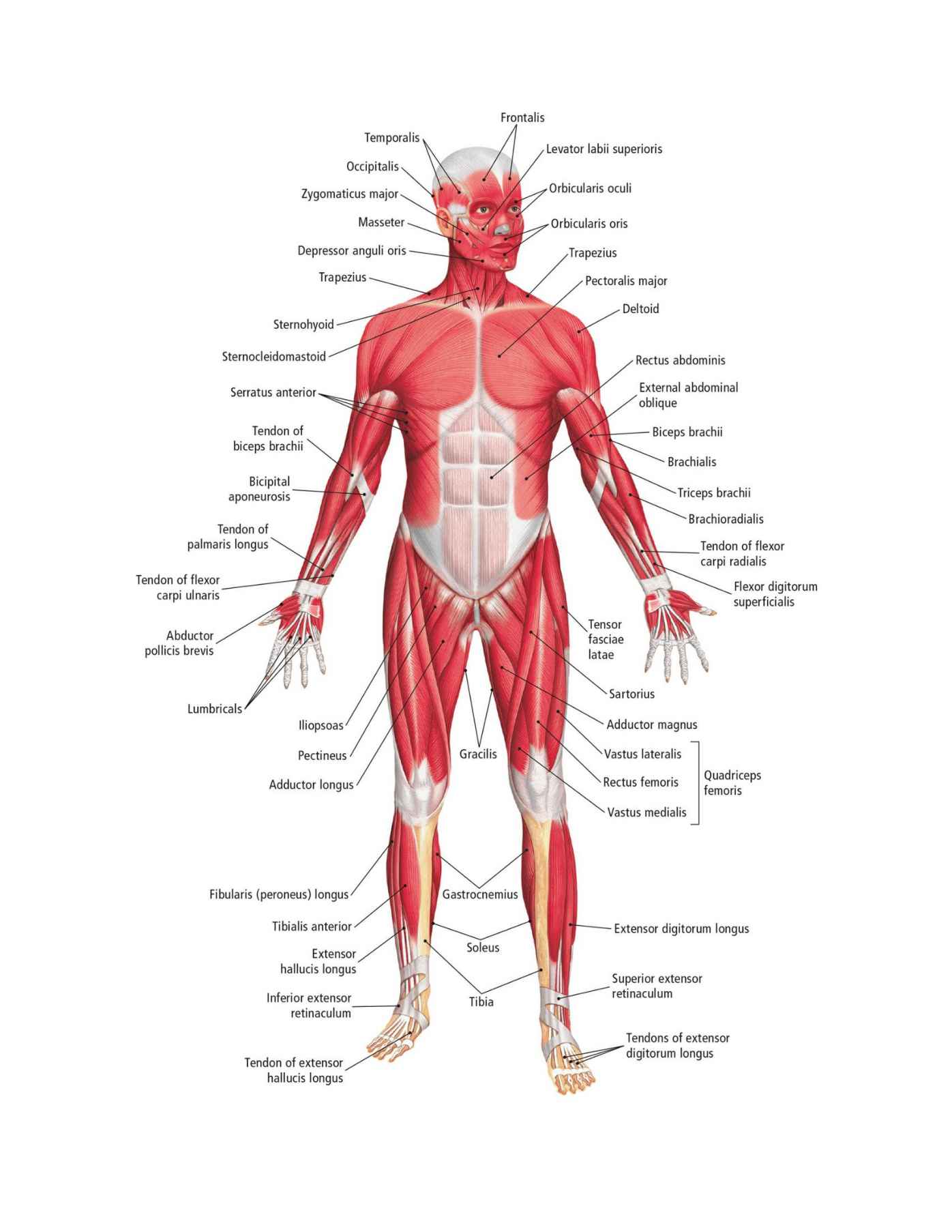 The Students Composition of Yoga exercise Manual 30 Vital Positions Analysed Explained and also Illustrated - photo 15