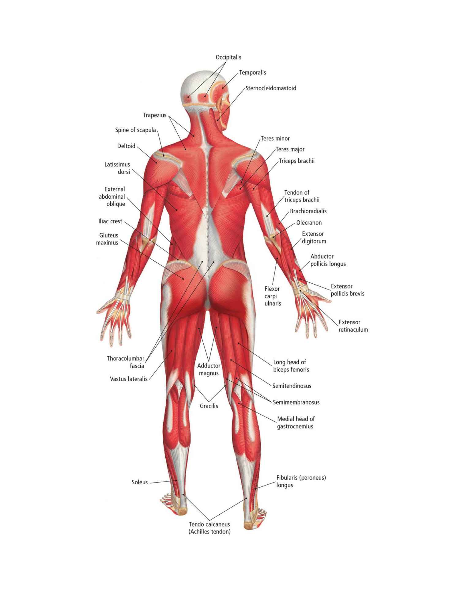 The Students Composition of Yoga exercise Manual 30 Vital Positions Analysed Explained and also Illustrated - photo 17