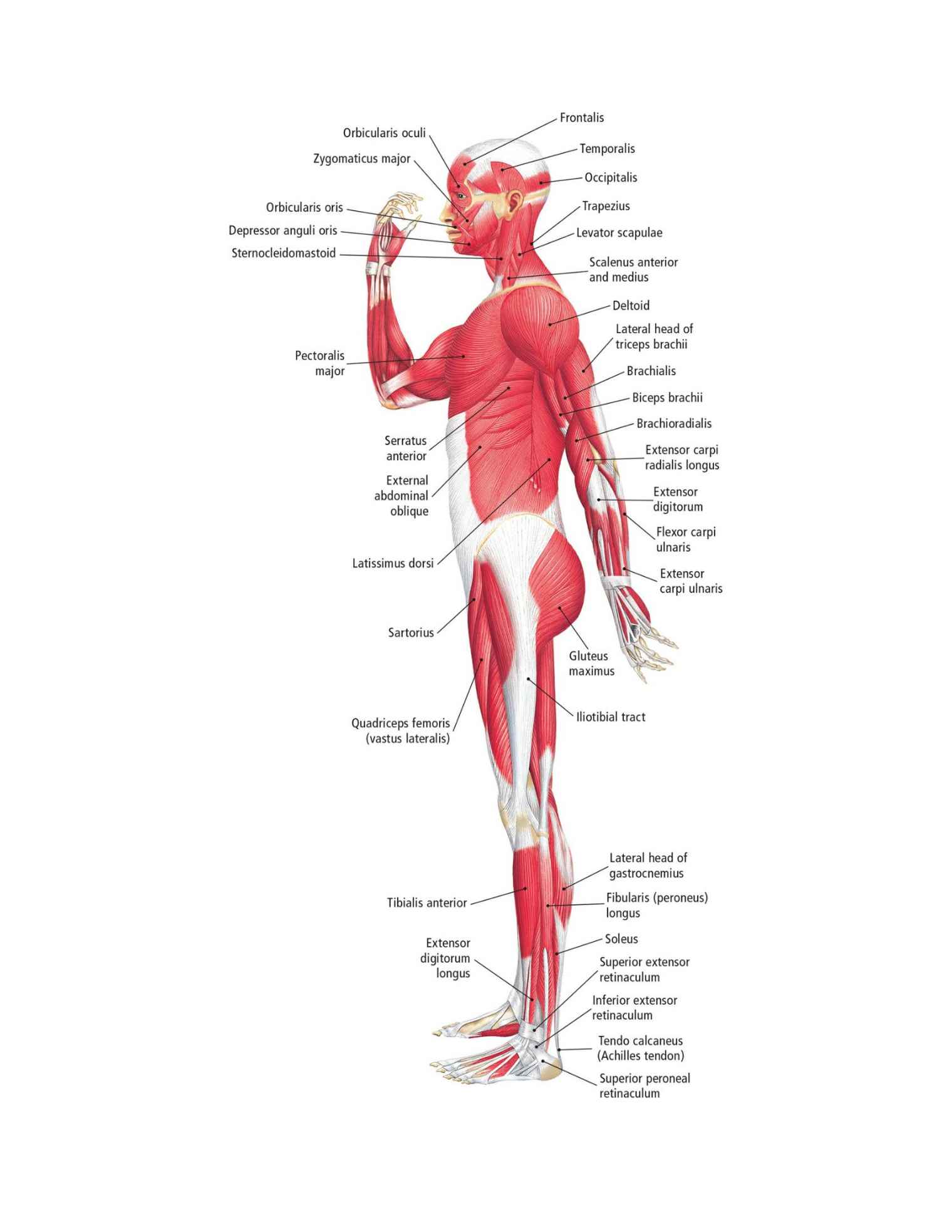 The Students Composition of Yoga exercise Manual 30 Vital Positions Analysed Explained and also Illustrated - photo 19