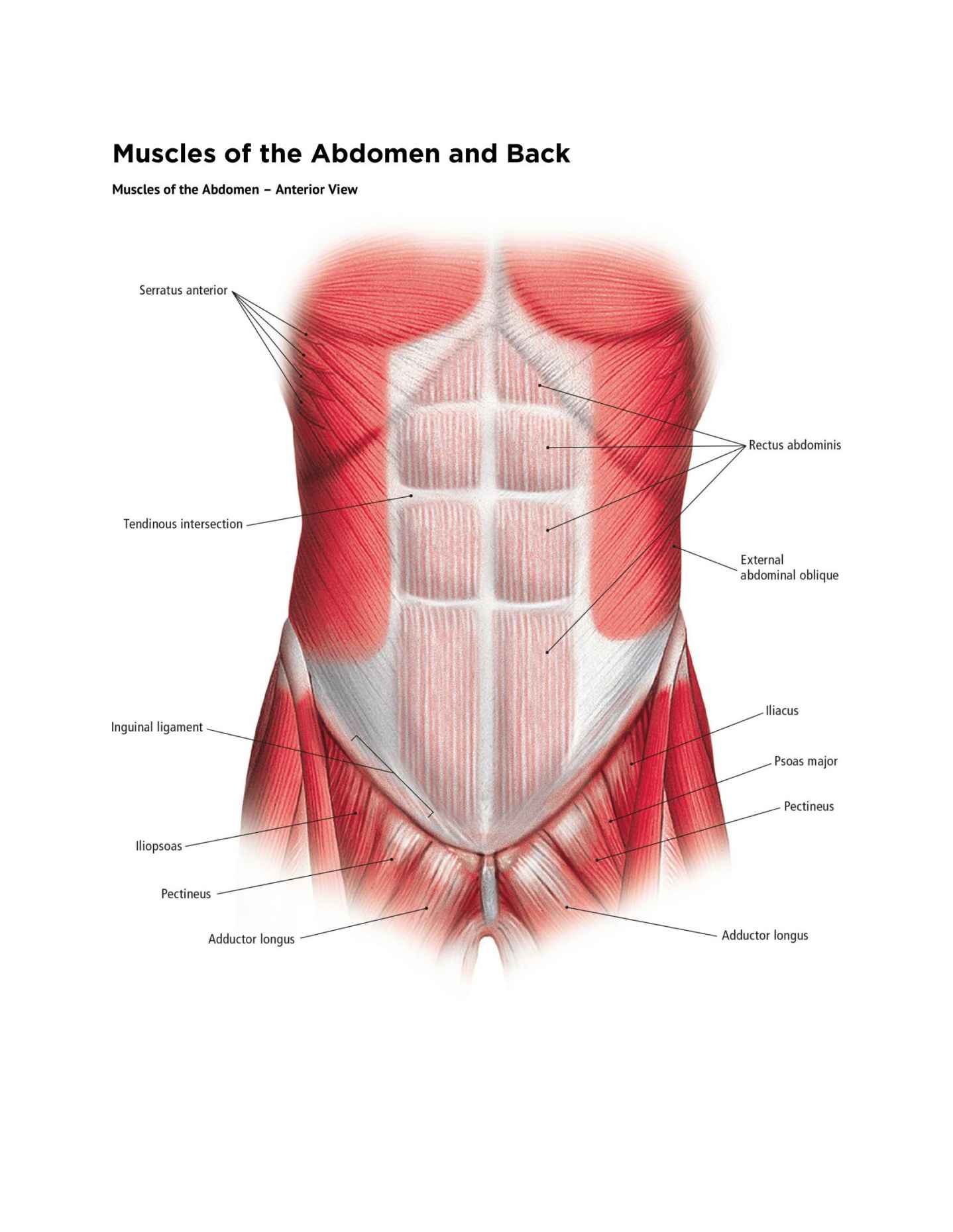 The Students Composition of Yoga exercise Manual 30 Vital Positions Analysed Explained and also Illustrated - photo 20