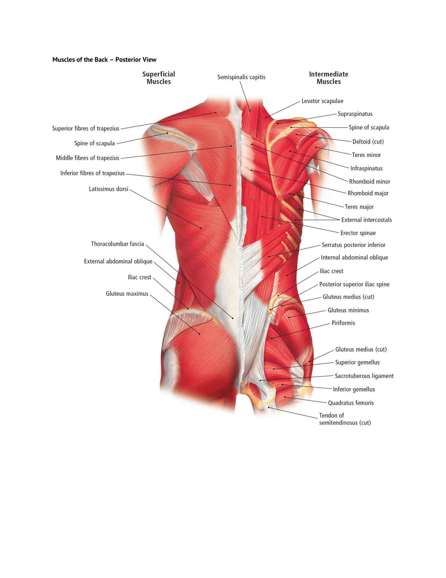 The Students Composition of Yoga exercise Manual 30 Vital Positions Analysed Explained and also Illustrated - photo 21