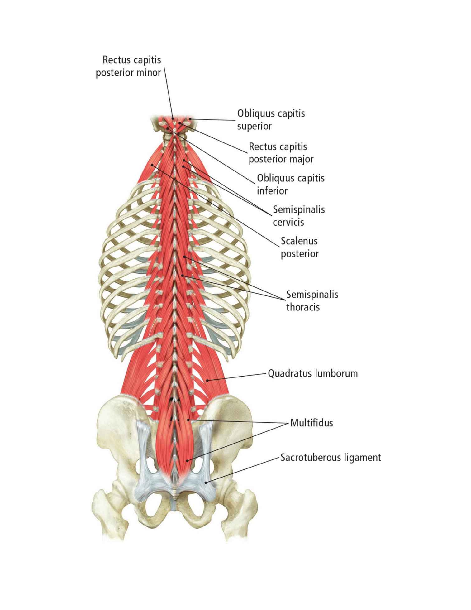 The Students Composition of Yoga exercise Manual 30 Vital Positions Analysed Explained and also Illustrated - photo 23