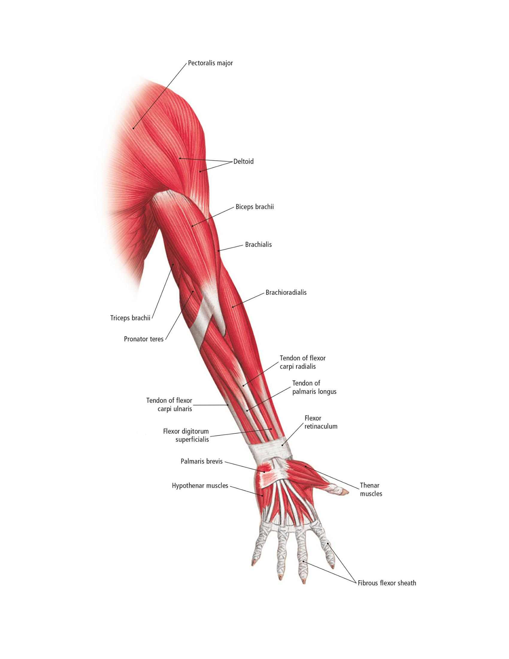 The Students Composition of Yoga exercise Manual 30 Vital Positions Analysed Explained and also Illustrated - photo 25