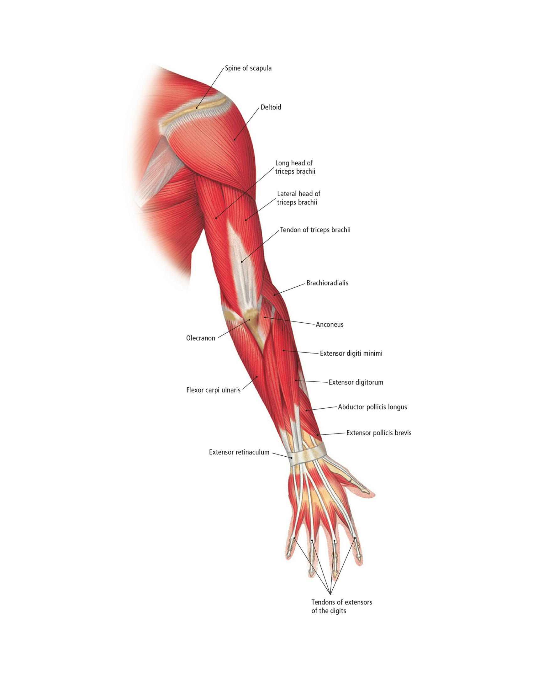 The Students Composition of Yoga exercise Manual 30 Vital Positions Analysed Explained and also Illustrated - photo 27