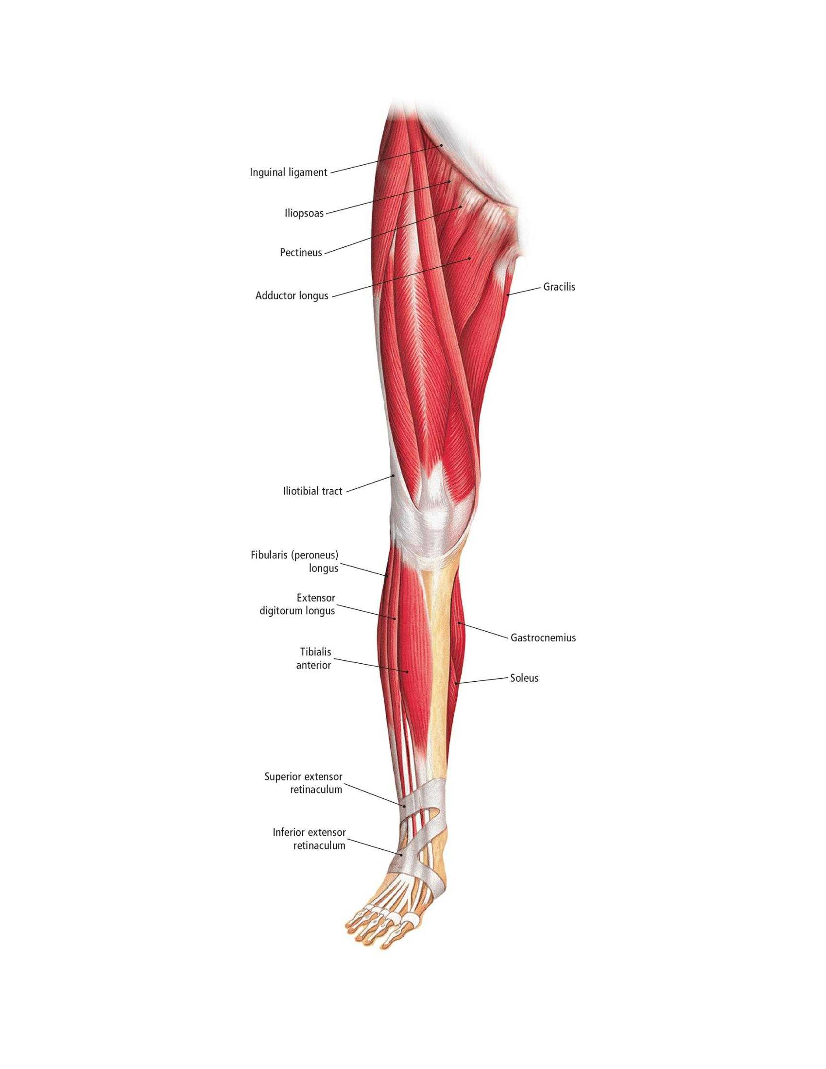 The Students Composition of Yoga exercise Manual 30 Vital Positions Analysed Explained and also Illustrated - photo 29