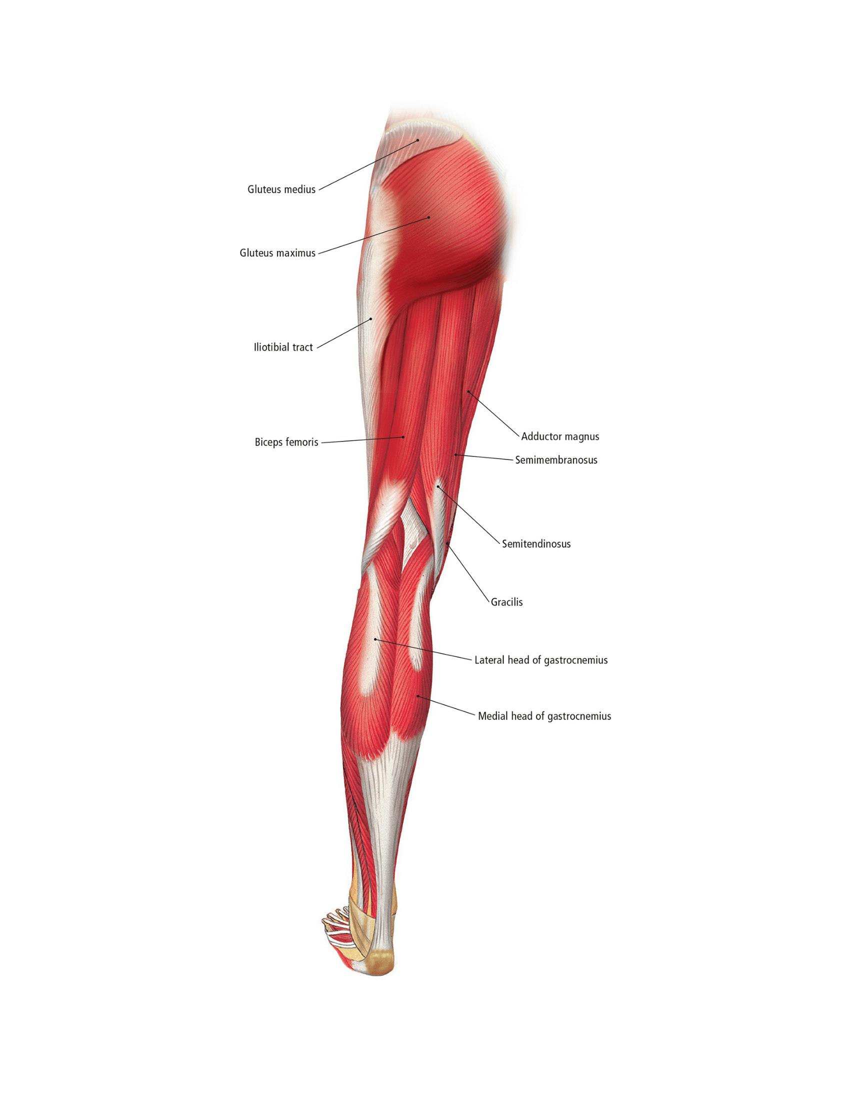 The Students Composition of Yoga exercise Manual 30 Vital Positions Analysed Explained and also Illustrated - photo 31