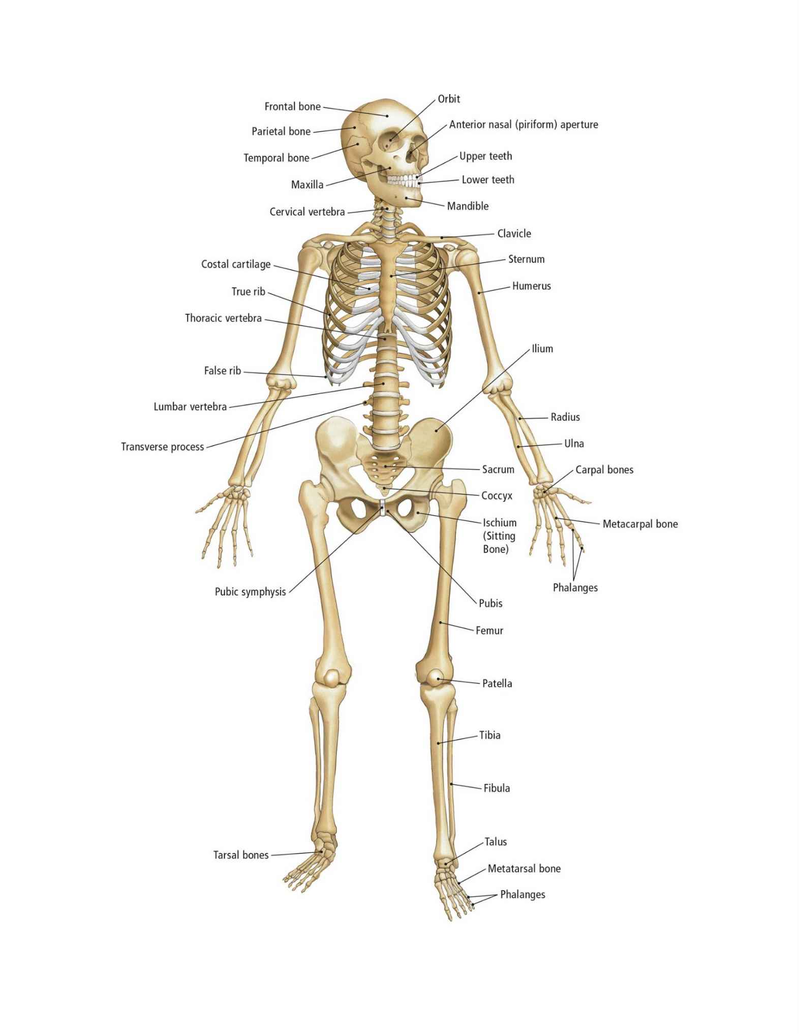 The Students Composition of Yoga exercise Manual 30 Vital Positions Analysed Explained and also Illustrated - photo 33