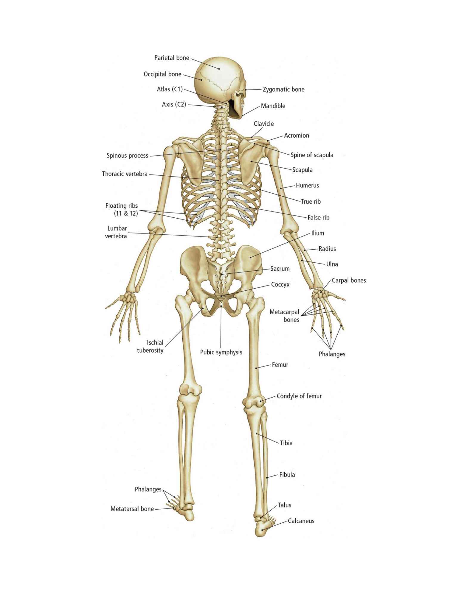 The Students Composition of Yoga exercise Manual 30 Vital Positions Analysed Explained and also Illustrated - photo 35