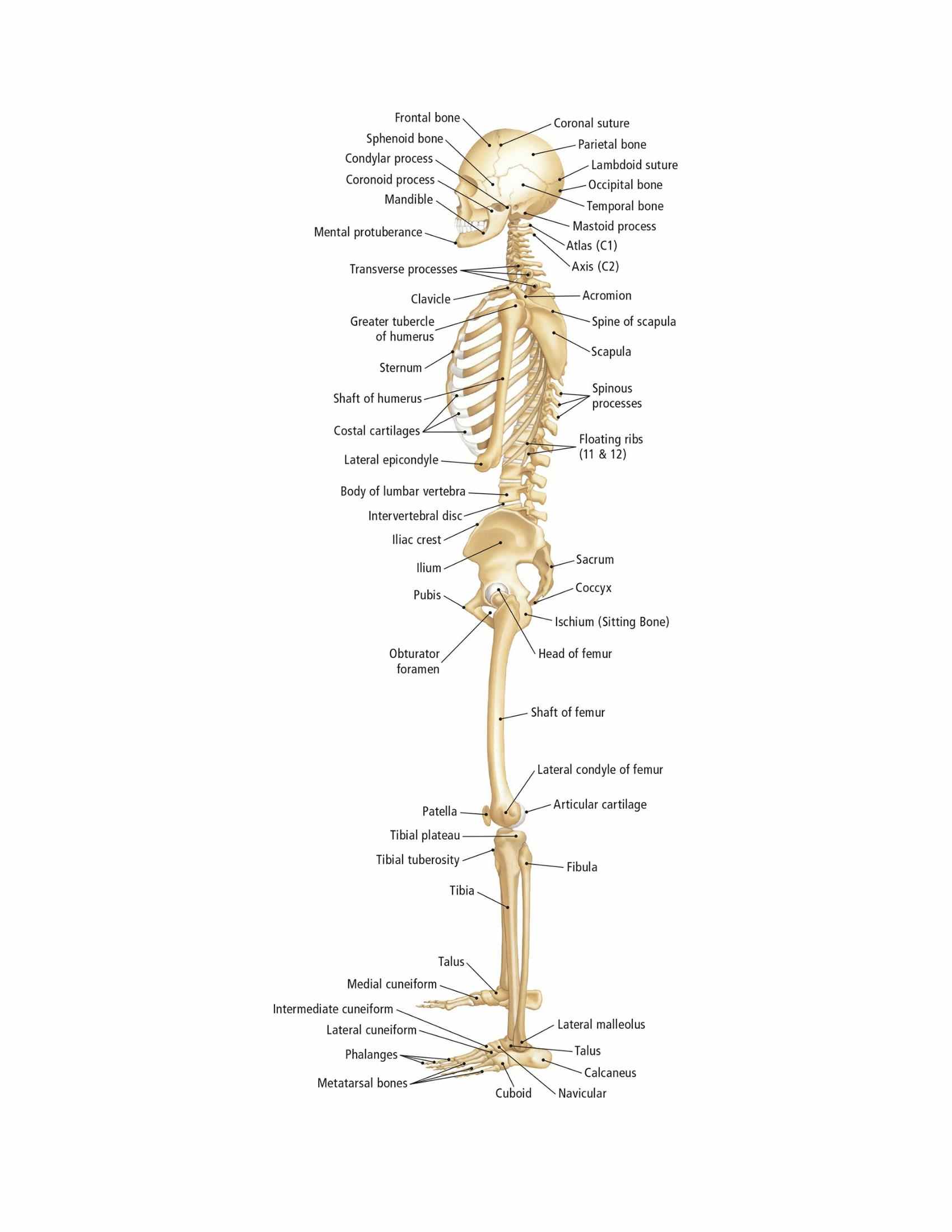 The Students Composition of Yoga exercise Manual 30 Vital Positions Analysed Explained and also Illustrated - photo 37