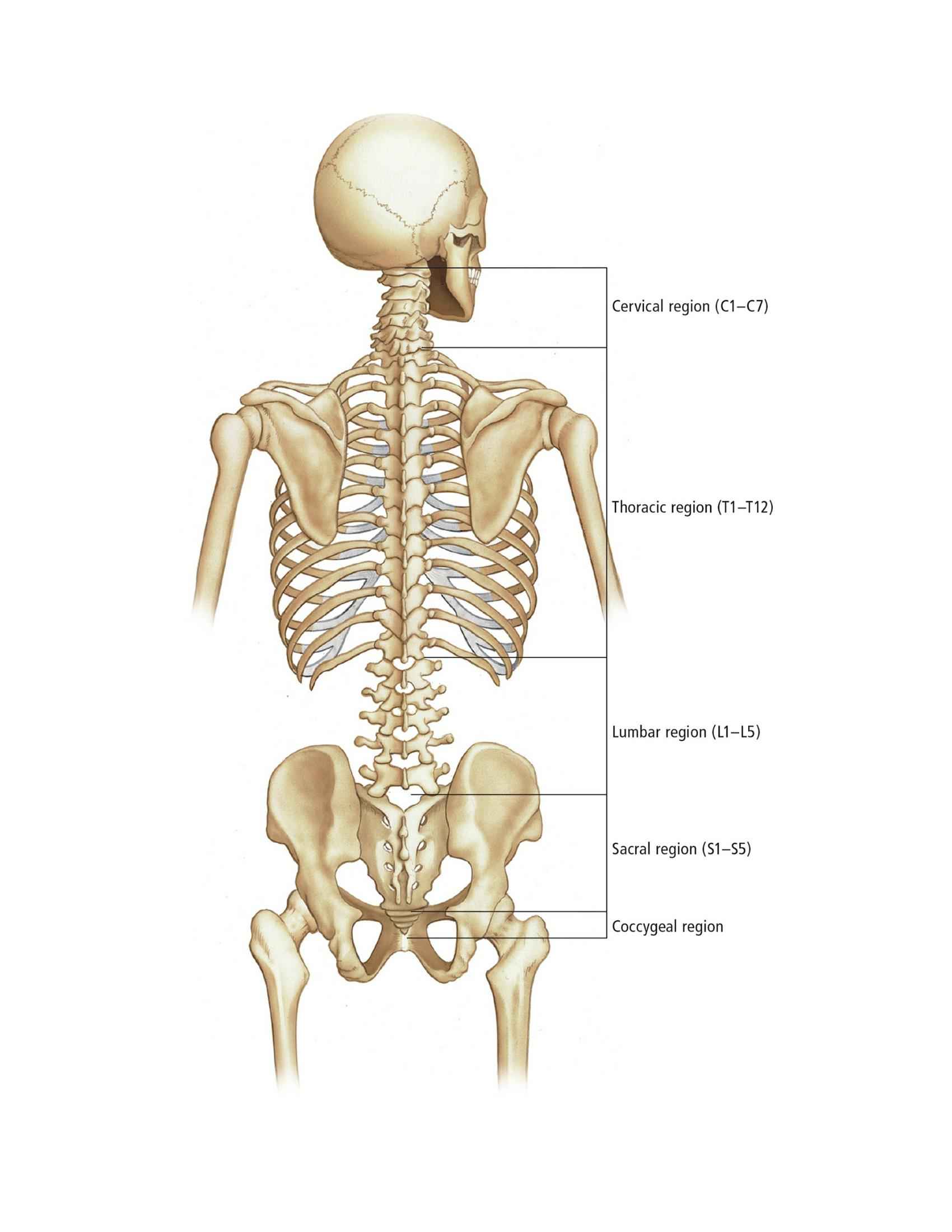 The Students Composition of Yoga exercise Manual 30 Vital Positions Analysed Explained and also Illustrated - photo 39