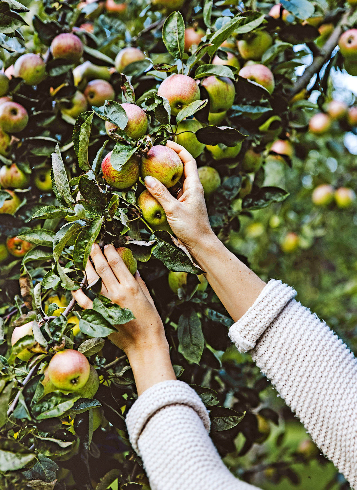 g Apple varieties kanzi Season October to May Flavour juicy crunchy - photo 7