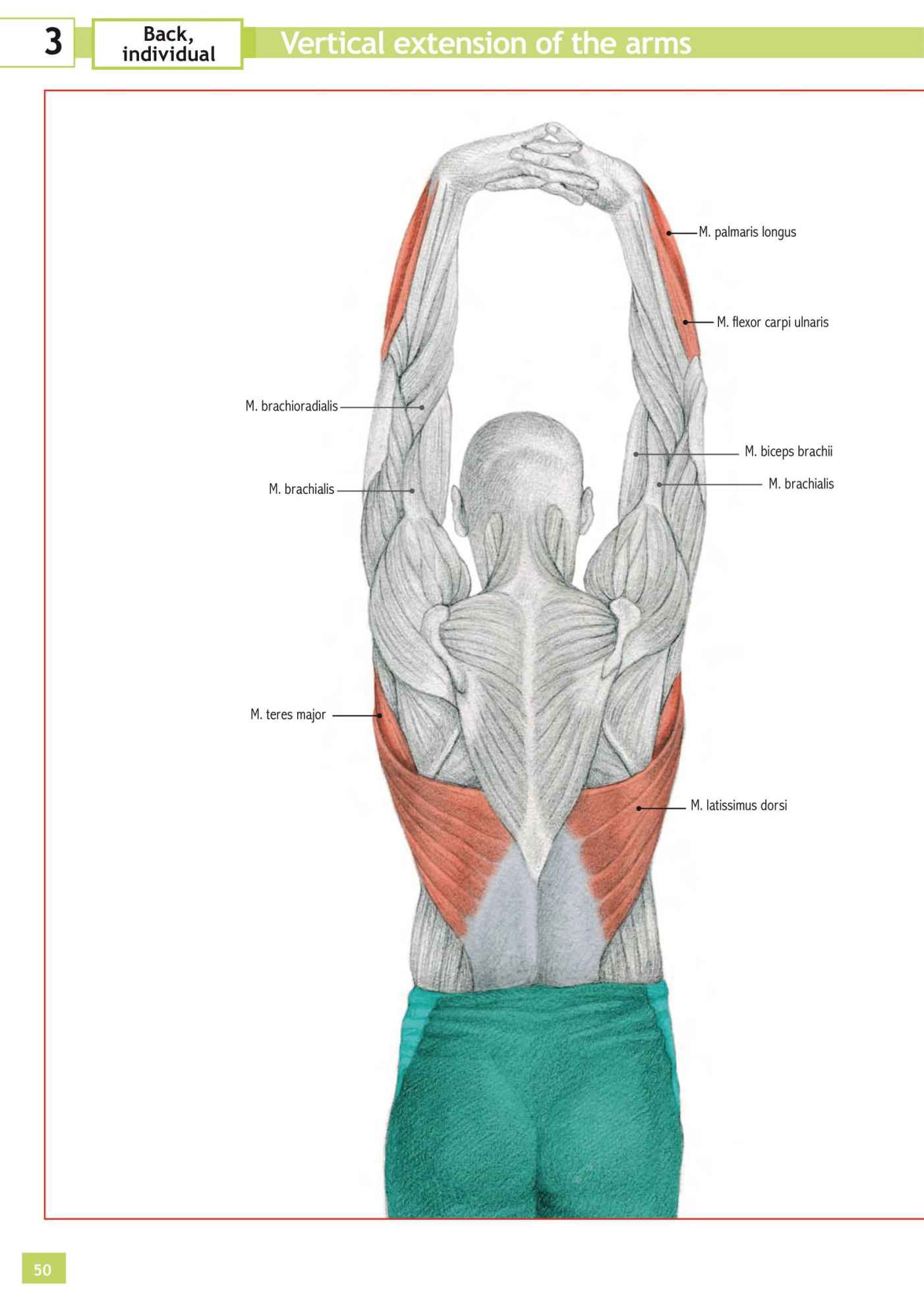 Stretching Workouts Encyclopedia - photo 46