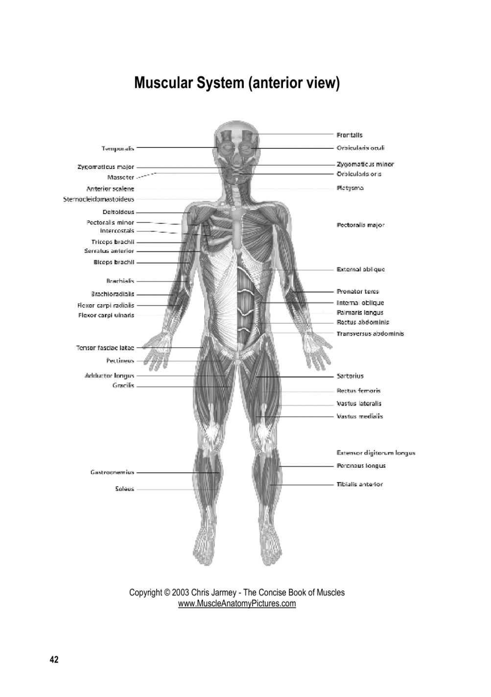 Ultimate Guide to Stretching And Versatility - photo 41