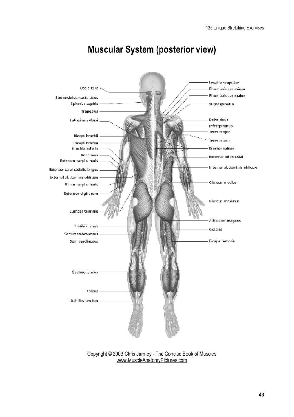 Ultimate Guide to Stretching And Versatility - photo 42