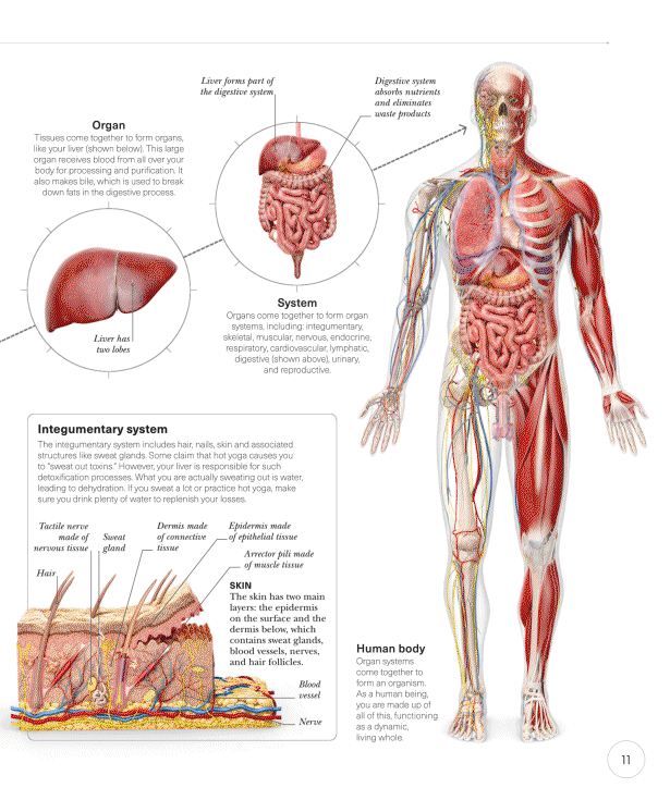 Science of Yoga Recognize the Anatomy and Physiology to Perfect Your Method - photo 11