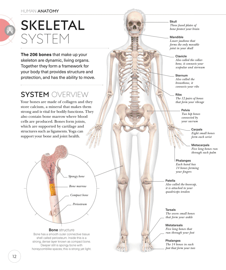 Science of Yoga Recognize the Anatomy and Physiology to Perfect Your Method - photo 12