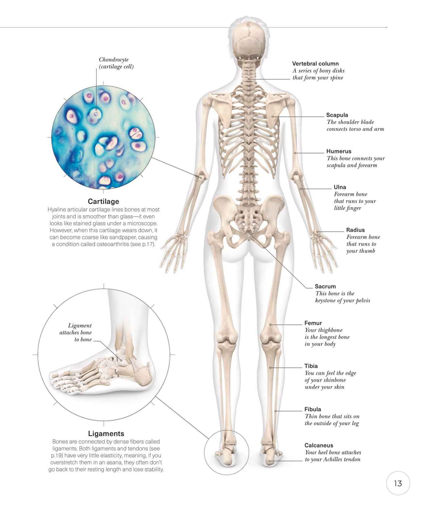 Science of Yoga Recognize the Anatomy and Physiology to Perfect Your Method - photo 13