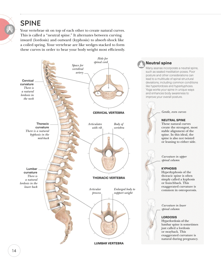 Science of Yoga Recognize the Anatomy and Physiology to Perfect Your Method - photo 14