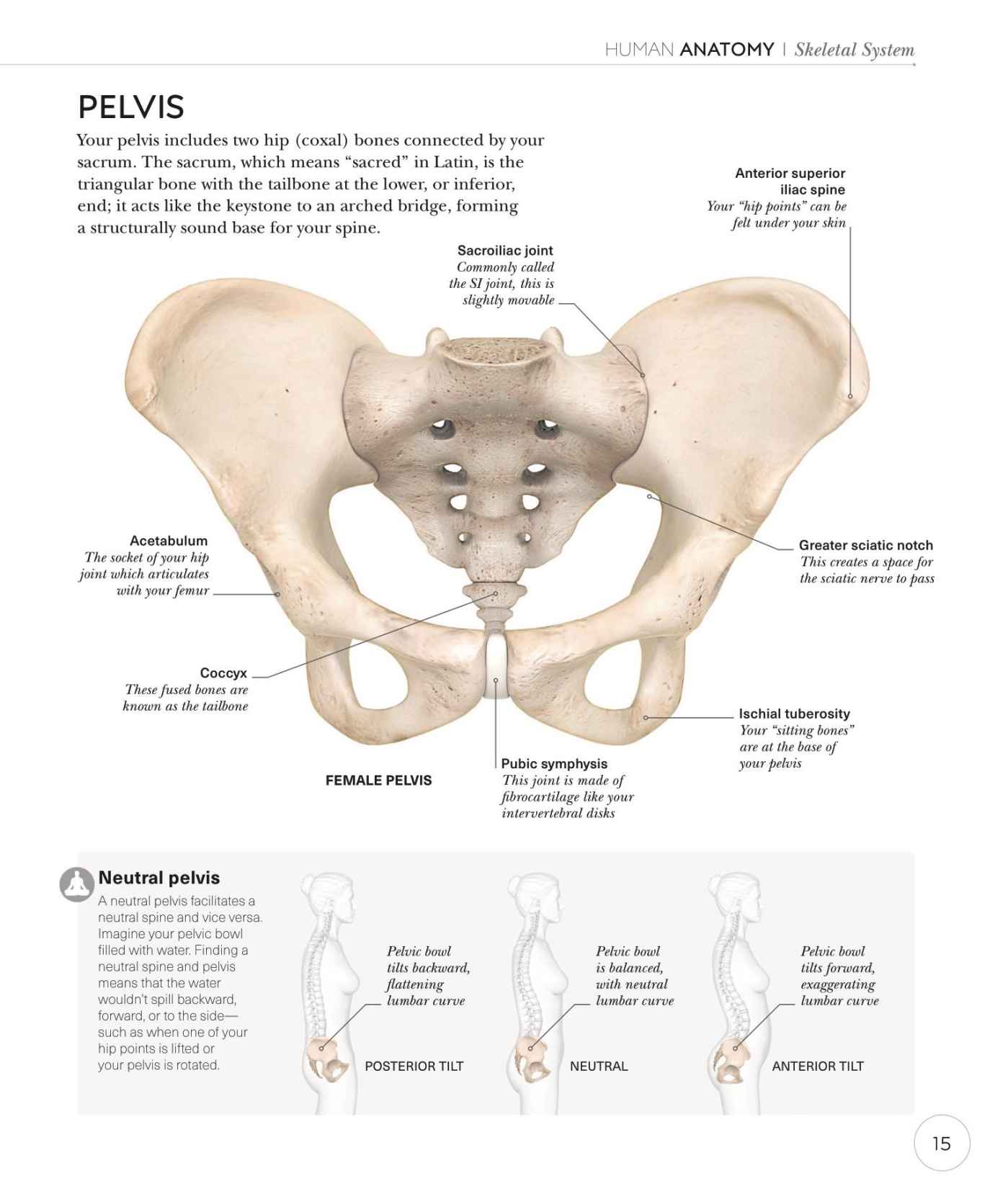 Science of Yoga Recognize the Anatomy and Physiology to Perfect Your Method - photo 15