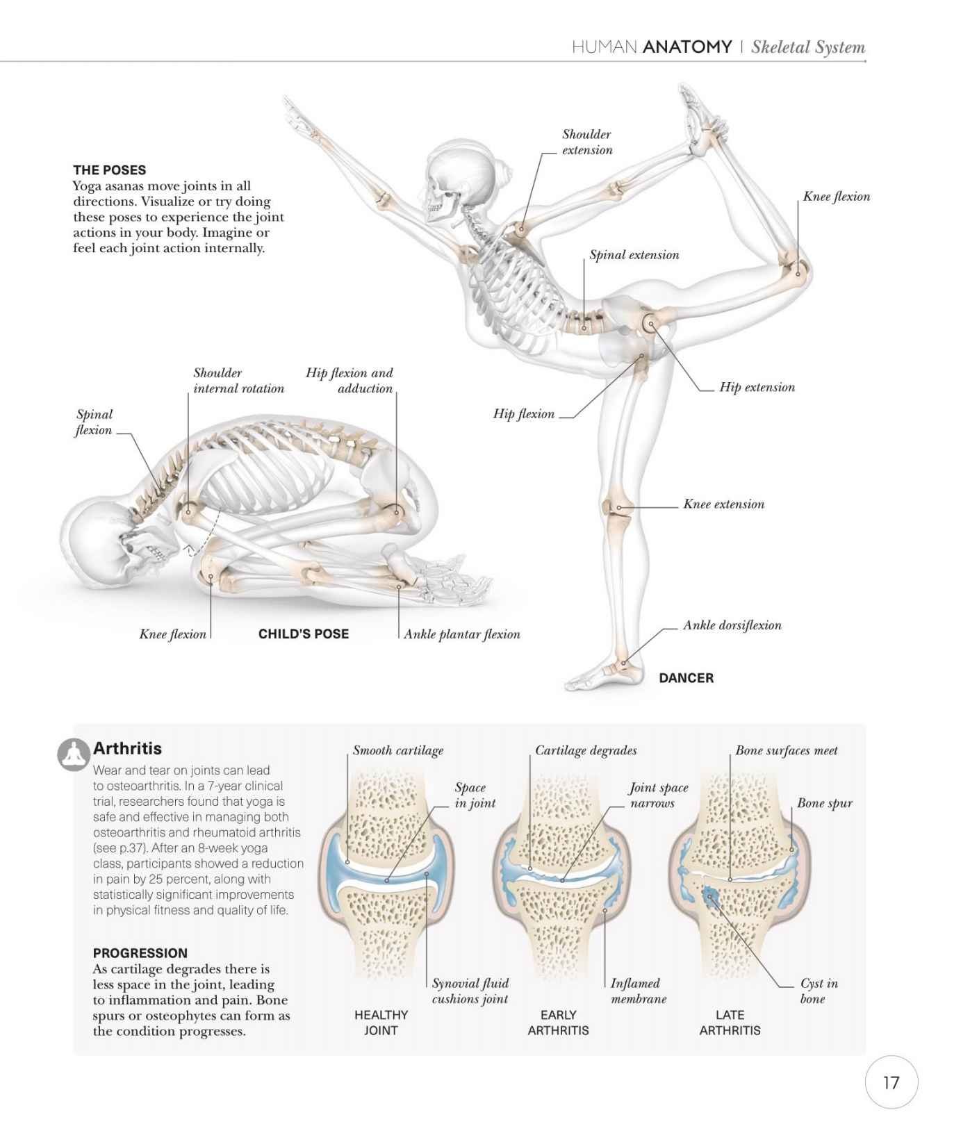 Science of Yoga Recognize the Anatomy and Physiology to Perfect Your Method - photo 17