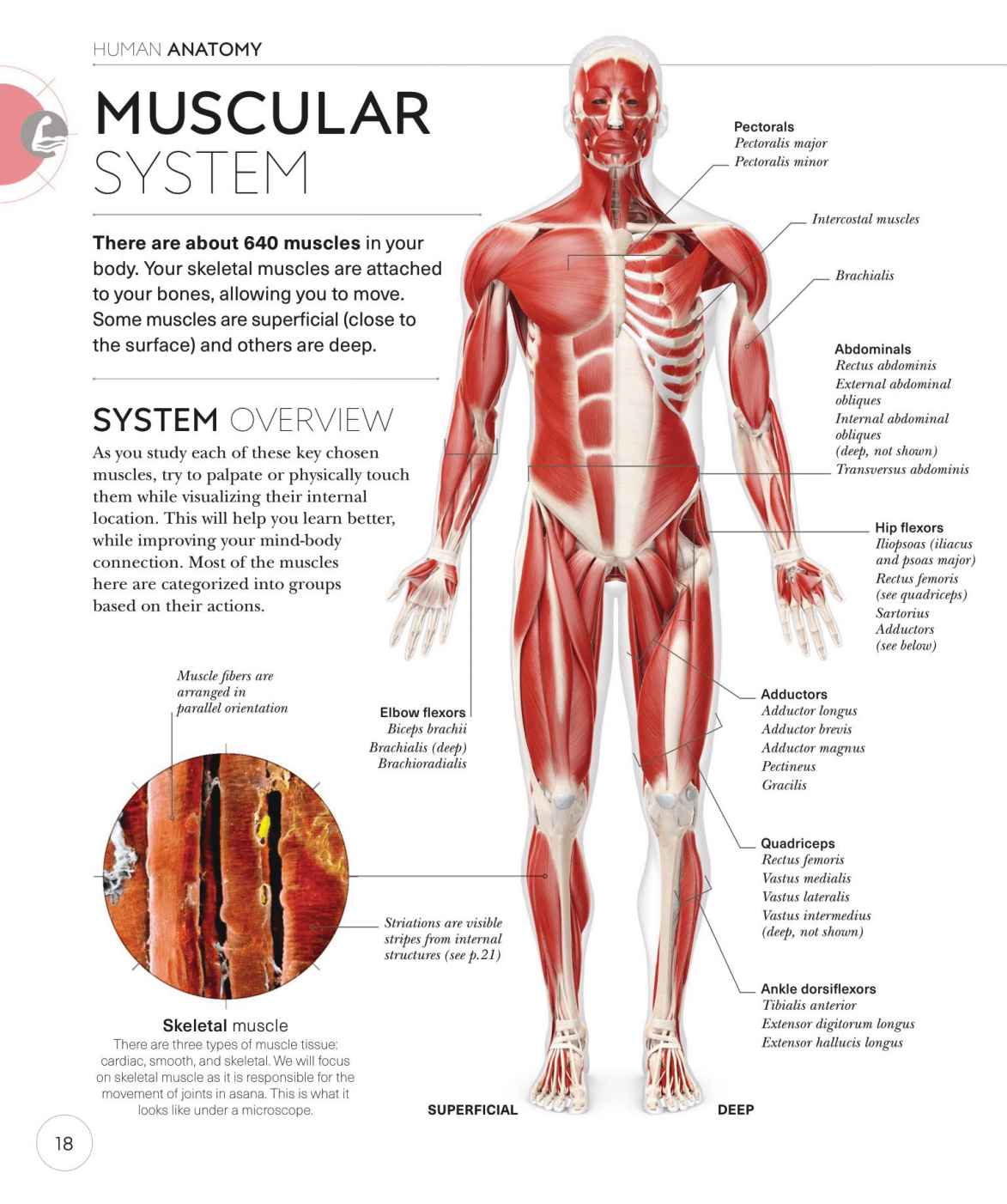 Science of Yoga Recognize the Anatomy and Physiology to Perfect Your Method - photo 18