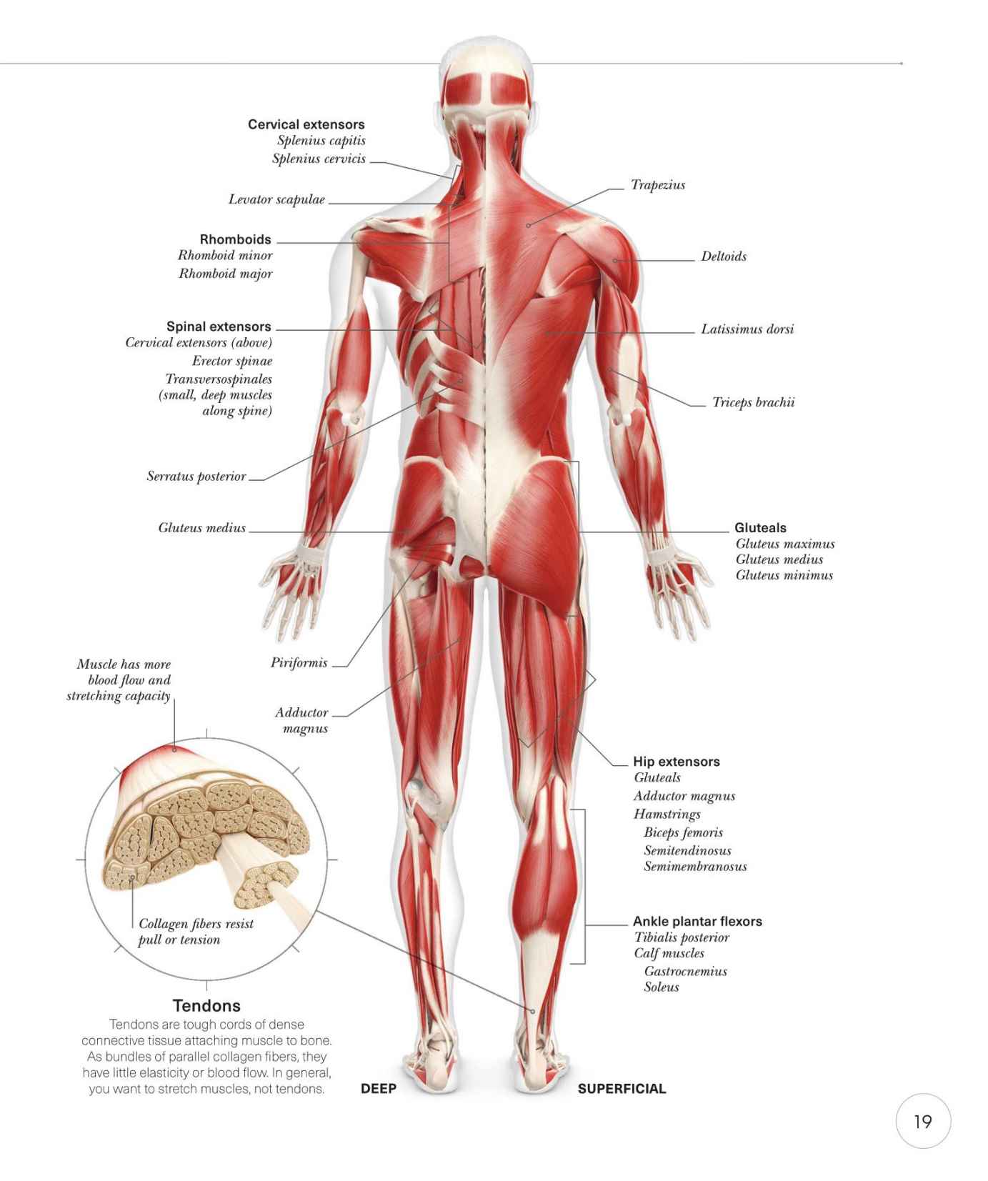 Science of Yoga Recognize the Anatomy and Physiology to Perfect Your Method - photo 19