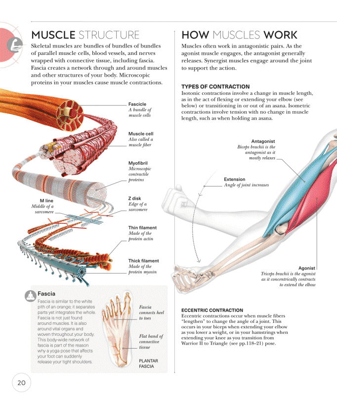 Science of Yoga Recognize the Anatomy and Physiology to Perfect Your Method - photo 20