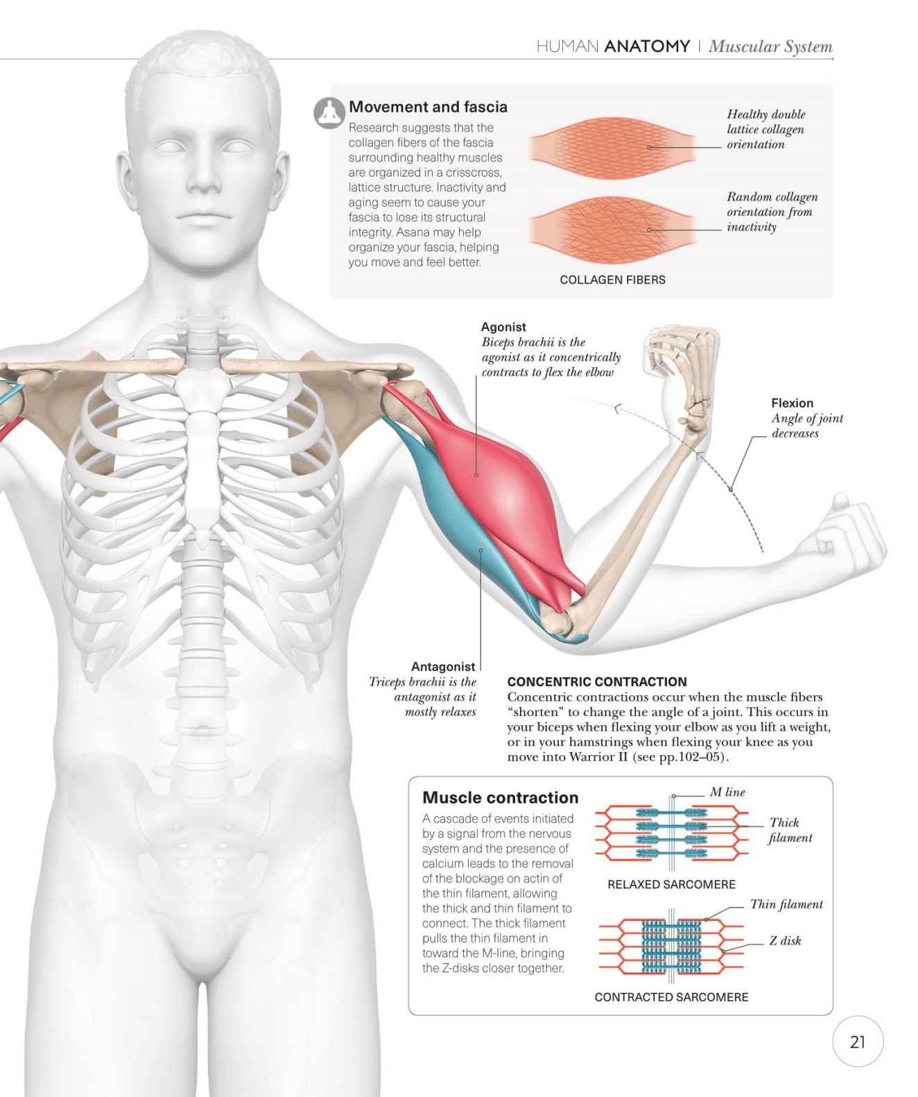 Science of Yoga Recognize the Anatomy and Physiology to Perfect Your Method - photo 21