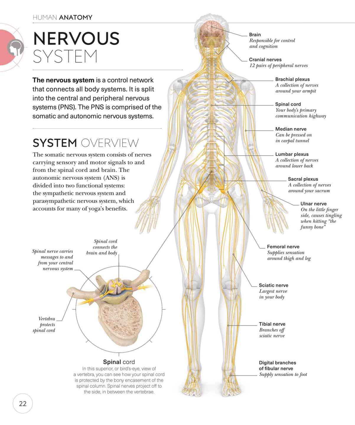 Science of Yoga Recognize the Anatomy and Physiology to Perfect Your Method - photo 22