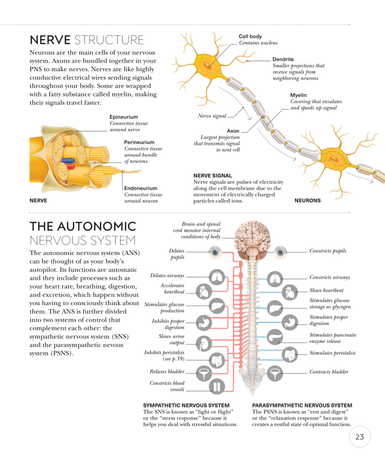 Science of Yoga Recognize the Anatomy and Physiology to Perfect Your Method - photo 23