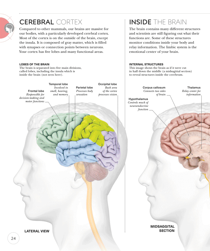 Science of Yoga Recognize the Anatomy and Physiology to Perfect Your Method - photo 24