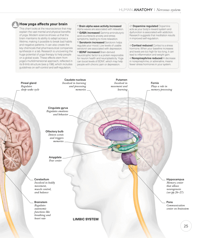 Science of Yoga Recognize the Anatomy and Physiology to Perfect Your Method - photo 25