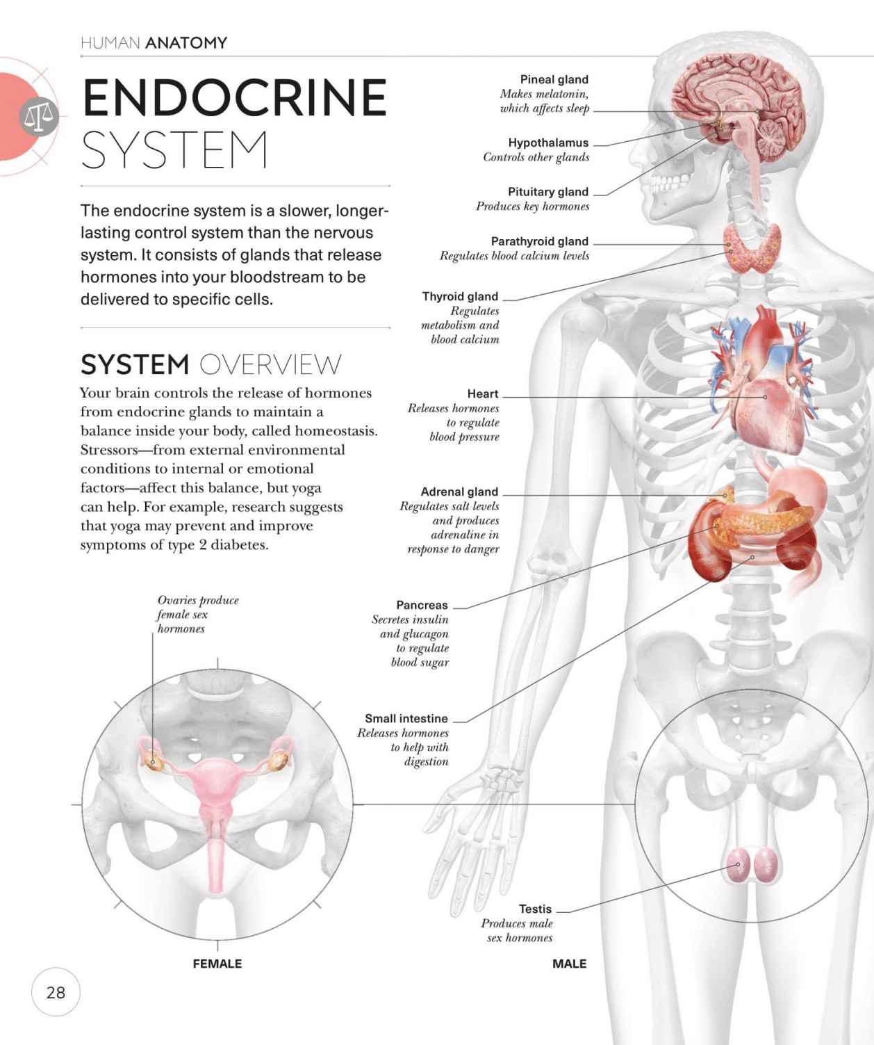 Science of Yoga Recognize the Anatomy and Physiology to Perfect Your Method - photo 28