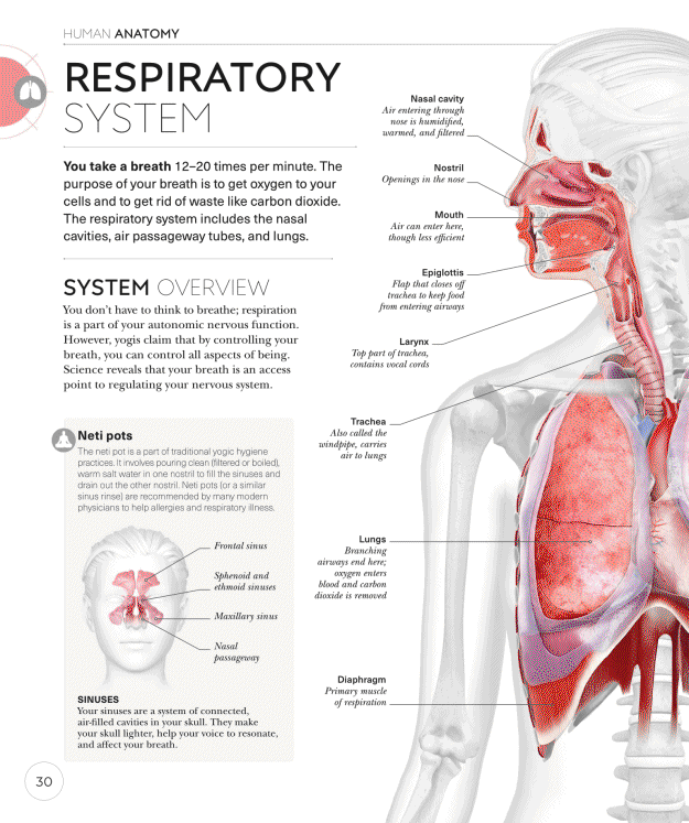 Science of Yoga Recognize the Anatomy and Physiology to Perfect Your Method - photo 30