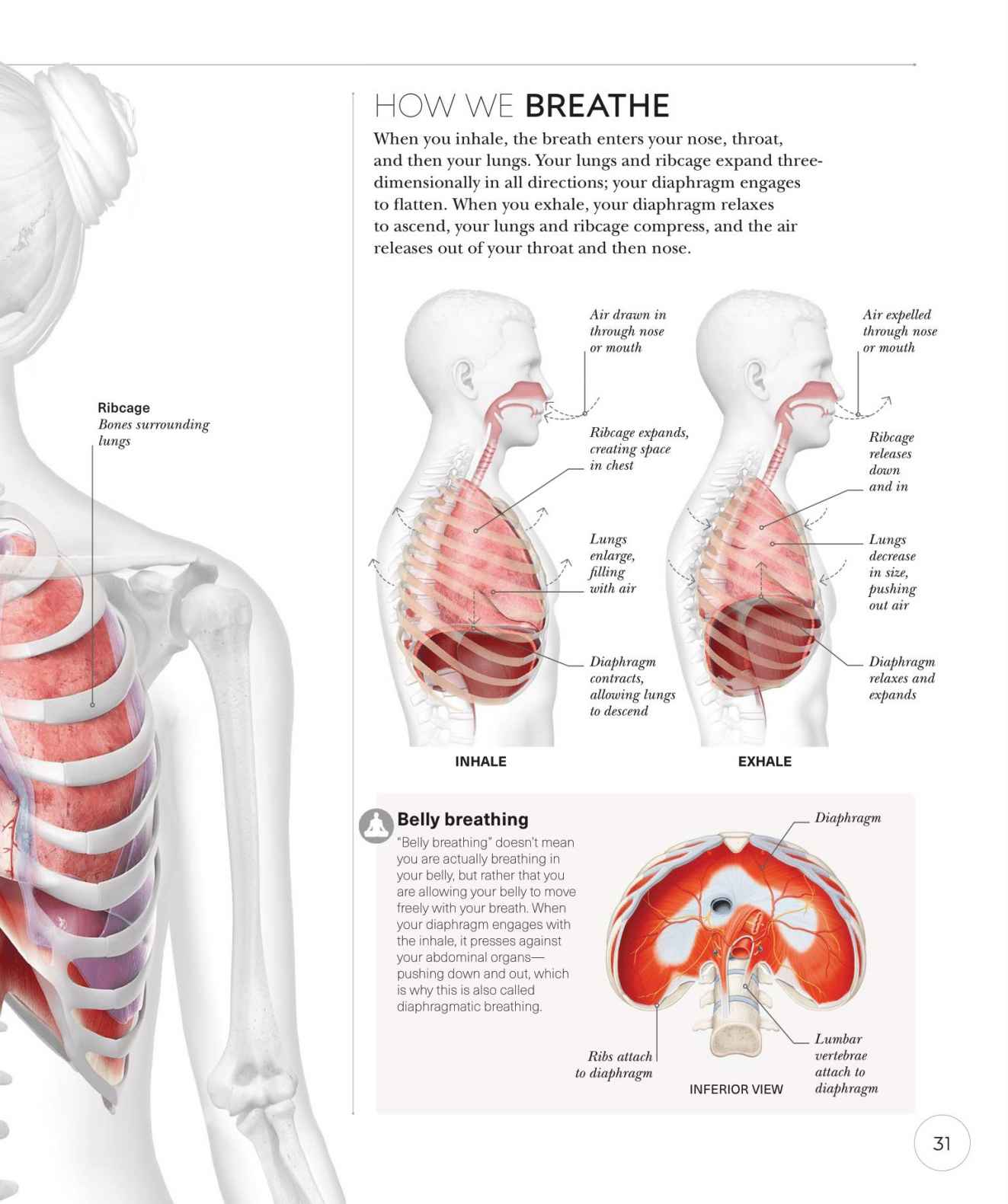 Science of Yoga Recognize the Anatomy and Physiology to Perfect Your Method - photo 31