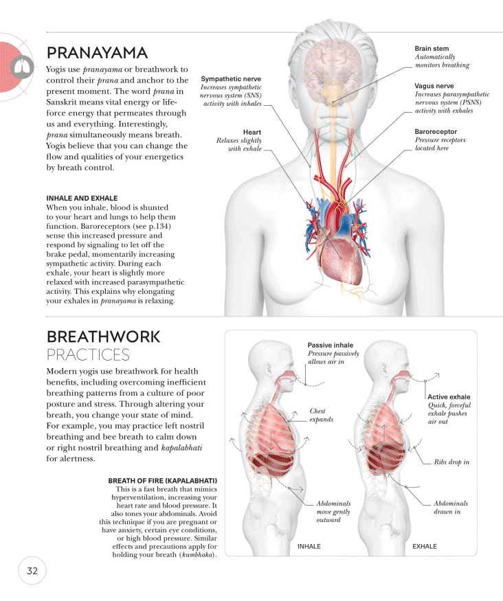 Science of Yoga Recognize the Anatomy and Physiology to Perfect Your Method - photo 32