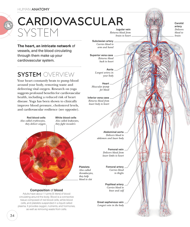 Science of Yoga Recognize the Anatomy and Physiology to Perfect Your Method - photo 34