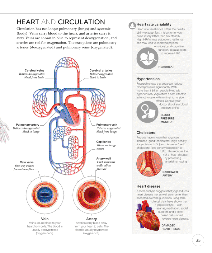 Science of Yoga Recognize the Anatomy and Physiology to Perfect Your Method - photo 35