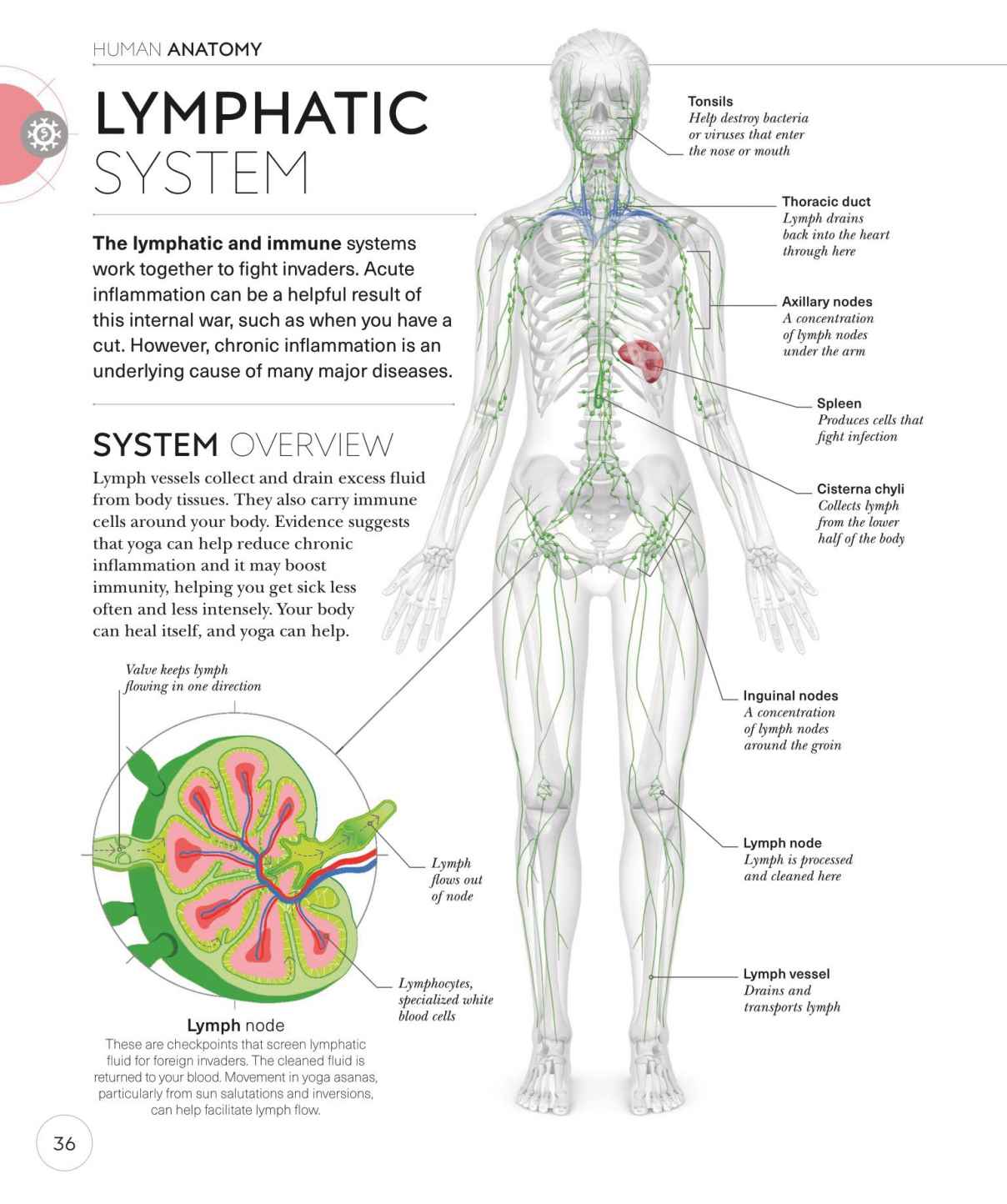 Science of Yoga Recognize the Anatomy and Physiology to Perfect Your Method - photo 36