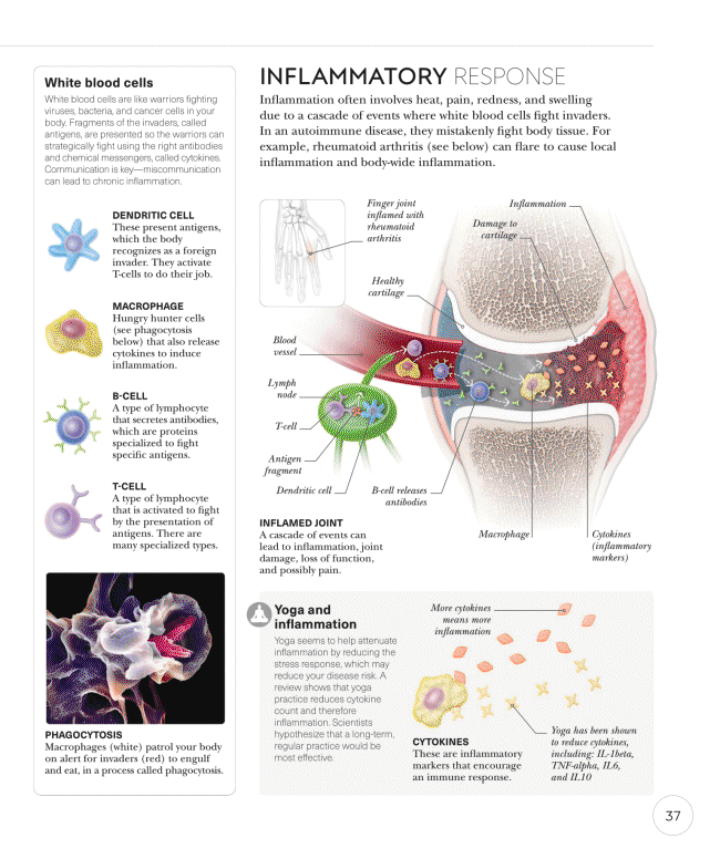 Science of Yoga Recognize the Anatomy and Physiology to Perfect Your Method - photo 37