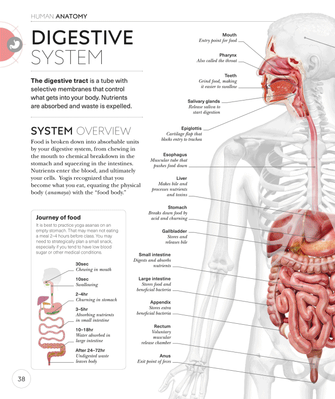 Science of Yoga Recognize the Anatomy and Physiology to Perfect Your Method - photo 38