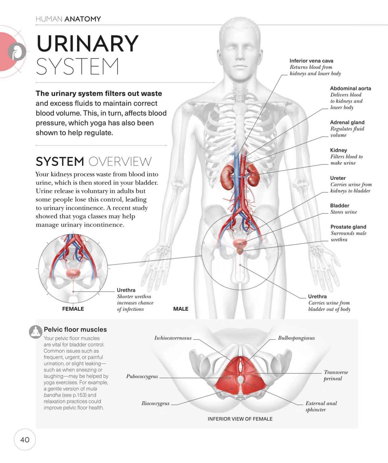 Science of Yoga Recognize the Anatomy and Physiology to Perfect Your Method - photo 40