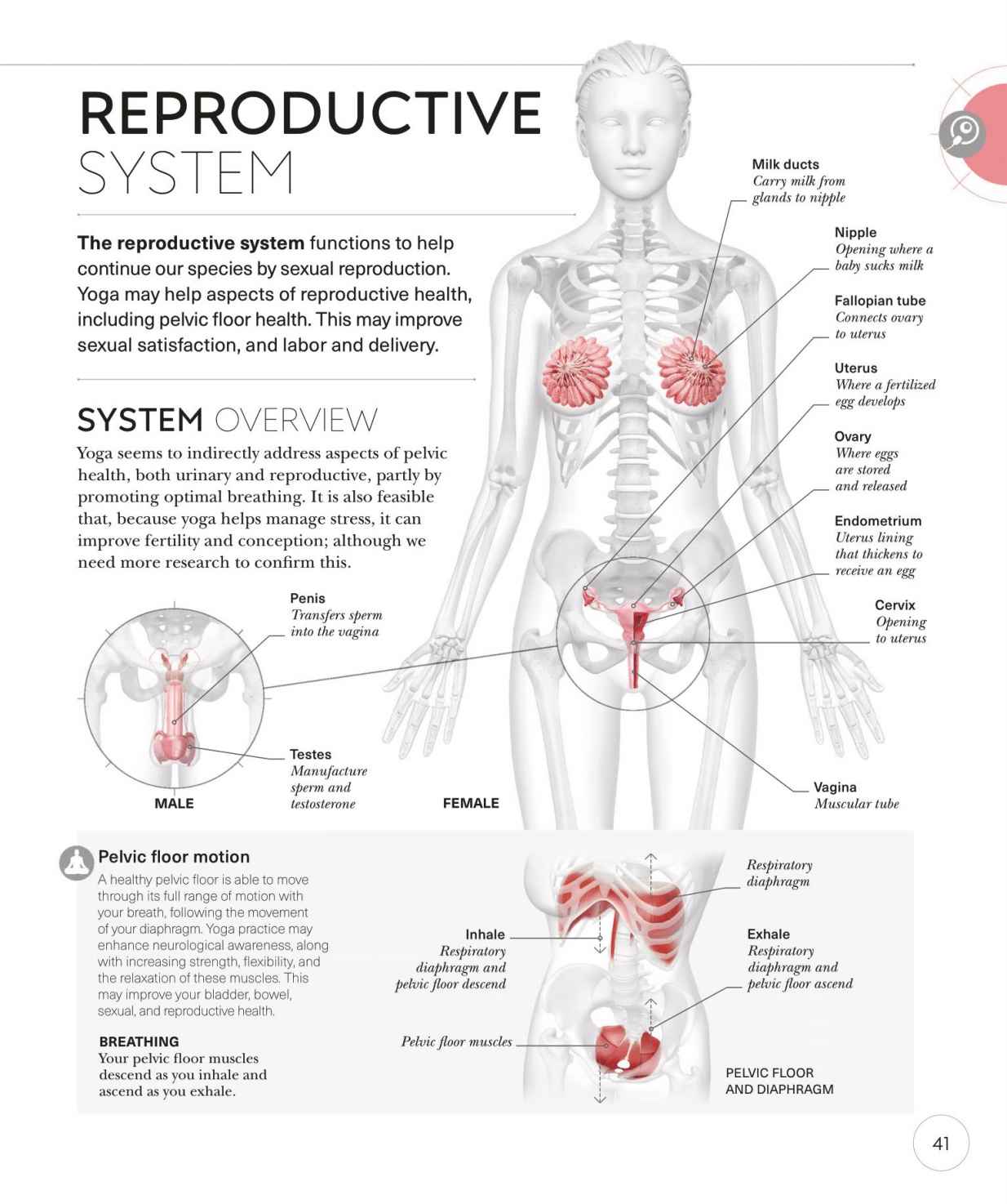 Science of Yoga Recognize the Anatomy and Physiology to Perfect Your Method - photo 41