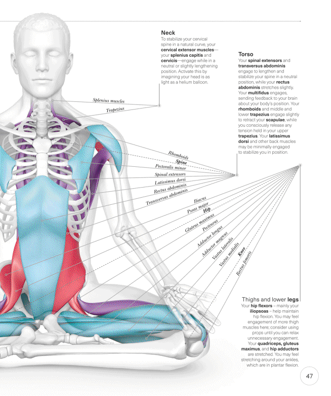 Science of Yoga Recognize the Anatomy and Physiology to Perfect Your Method - photo 47