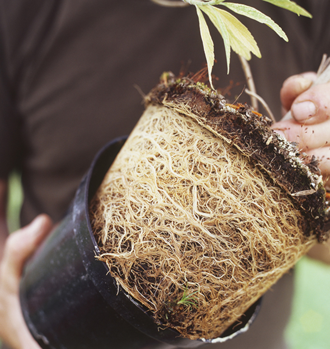Carefully prise out roots that have coiled tightly around in the pot to help - photo 4