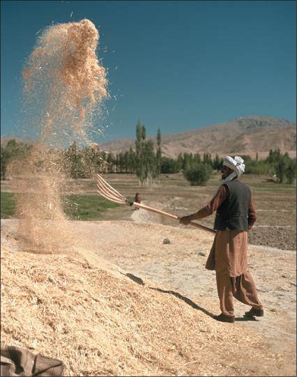 Opposite A farmer in southwest China embraces rice the Golden Harvest The - photo 26